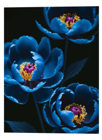 Blue Peonies 1