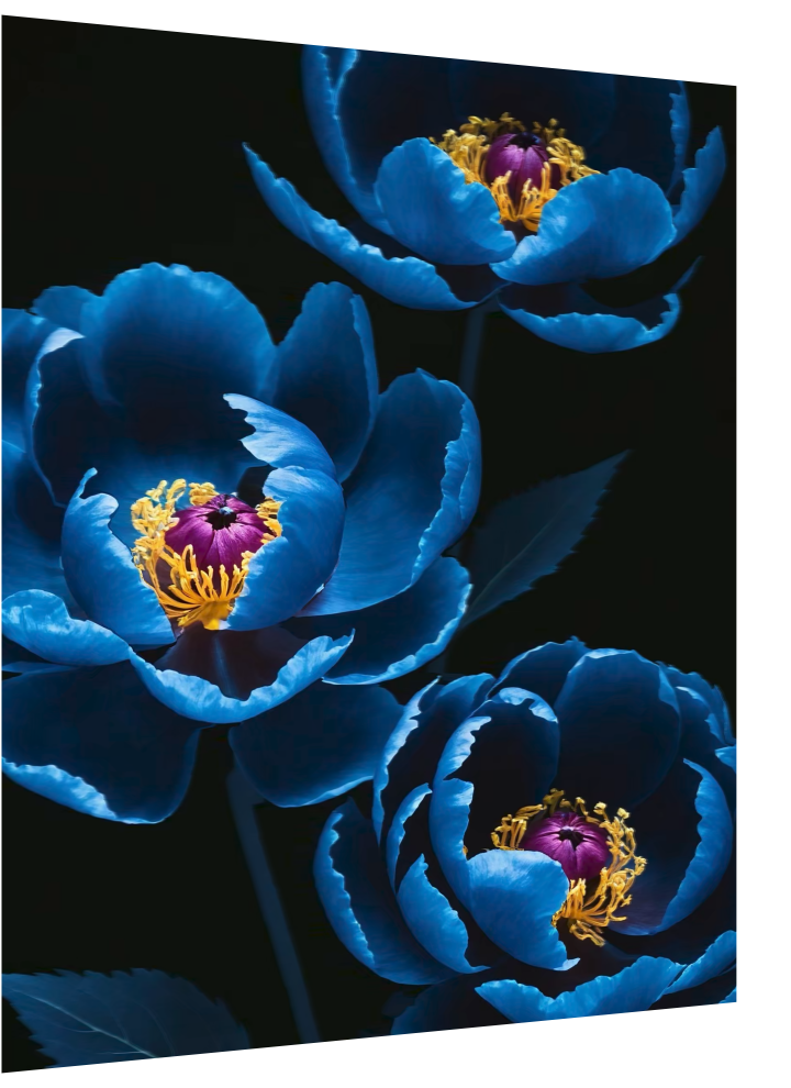 Blue Peonies 1