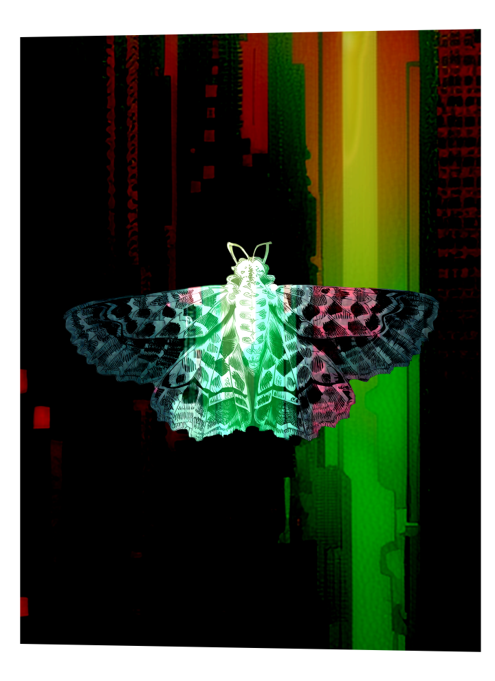 Moth Moth