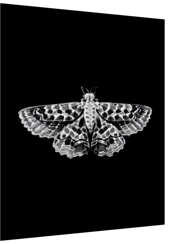 Moth