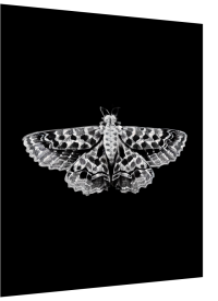 Moth