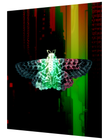 Moth
