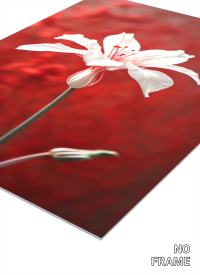Petals of Serenity